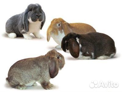Породистые кролики французский баран купить на Зозу.ру - фотография № 1