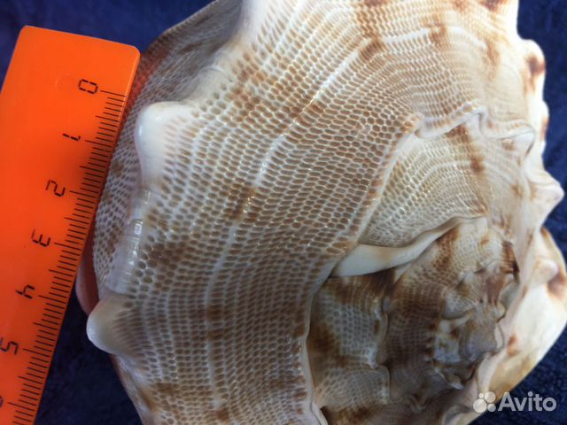 Раковина моллюска Cassis Cornuta (можно почтой) купить на Зозу.ру - фотография № 7