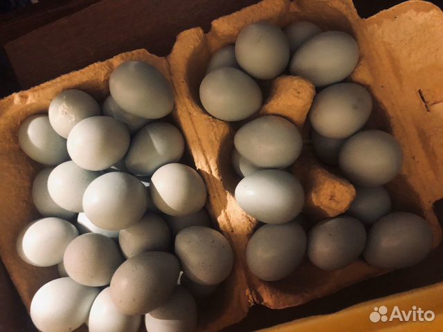 Голубое перепелиное яйцо Селадон купить на Зозу.ру - фотография № 3