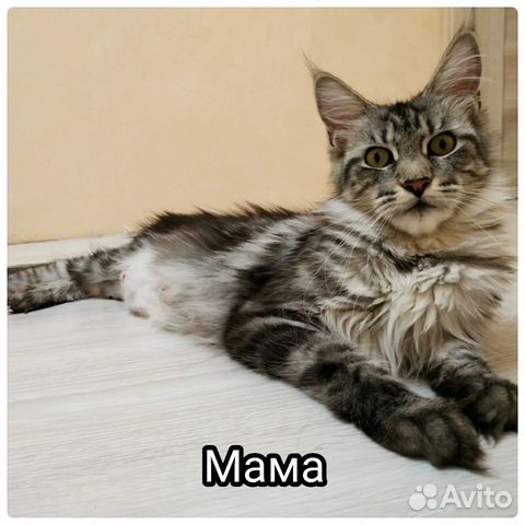 Котята Мейн-кун купить на Зозу.ру - фотография № 3