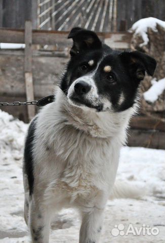 Собака для охраны частного дома купить на Зозу.ру - фотография № 1