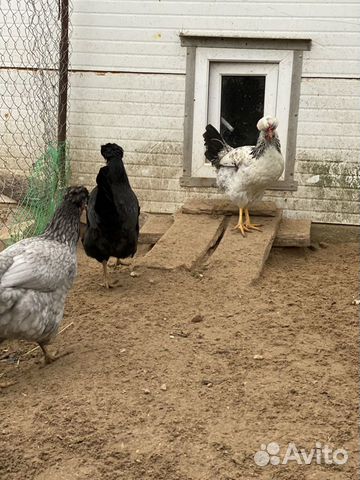 Инкубационные яйца,цыплята купить на Зозу.ру - фотография № 7