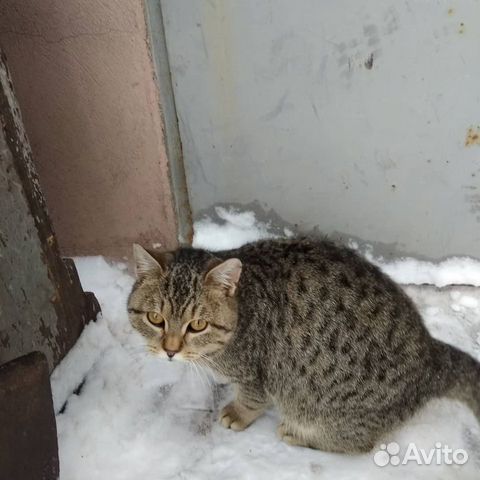 Котик купить на Зозу.ру - фотография № 2