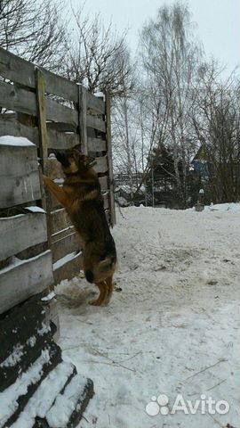 Собака немецкой породы.возраст 8 мецясев,кобель купить на Зозу.ру - фотография № 2