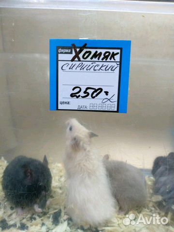 Крысы+хомячки купить на Зозу.ру - фотография № 3