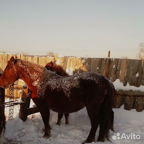 Лошадь и жеребец купить на Зозу.ру - фотография № 2