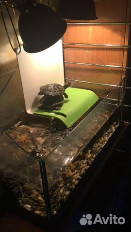 Террариум (аквариум) оборудованный для черепах и з Террариум (аквариум) оборудованный для черепах и з