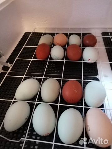 Инкубационное яйцо марана и араукана купить на Зозу.ру - фотография № 1