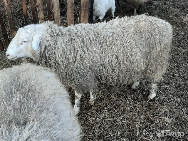 Овцы покрытые с ягнятами купить на Зозу.ру - фотография № 6