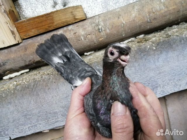 Продам голубей разных пород купить на Зозу.ру - фотография № 4