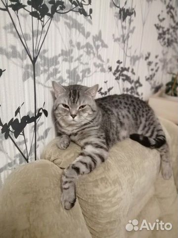 Кот на вязку