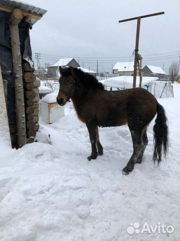 Конь (жеребенок) купить на Зозу.ру - фотография № 4
