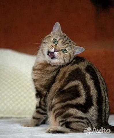 Кошка шотландка,два года купить на Зозу.ру - фотография № 3