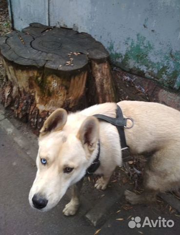 Собака с разными глазами ищет дом купить на Зозу.ру - фотография № 1