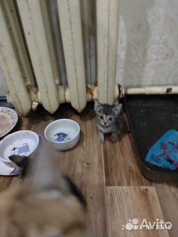 Четыре очаровательных котёнка купить на Зозу.ру - фотография № 3