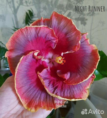 Сортовой гибискус Night Runner