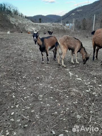 Козы и козлята купить на Зозу.ру - фотография № 8