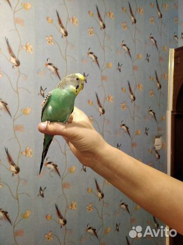 Волнистые попугаи купить на Зозу.ру - фотография № 6