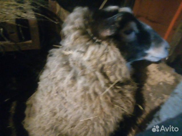 Продам овцу купить на Зозу.ру - фотография № 2
