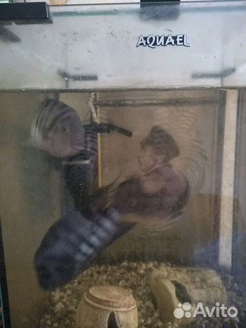 Аквариумные рыбки Цихлозомы чернополосые купить на Зозу.ру - фотография № 5