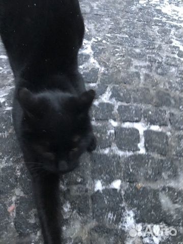 Отдам кошечку в хорошие руки