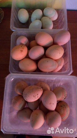 Яйца и птицы (бентамки, куры) купить на Зозу.ру - фотография № 7