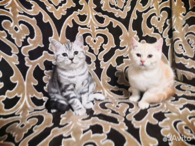 Шотландские котята