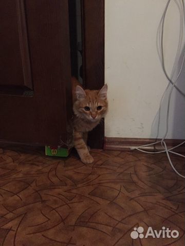Отдам в добрые руки Кота Отдам в добрые руки Кота