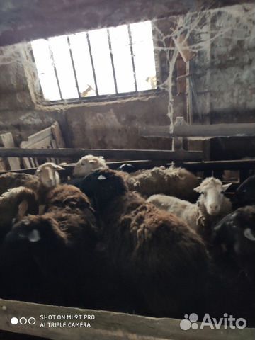 Овцематки с ягнятами купить на Зозу.ру - фотография № 5