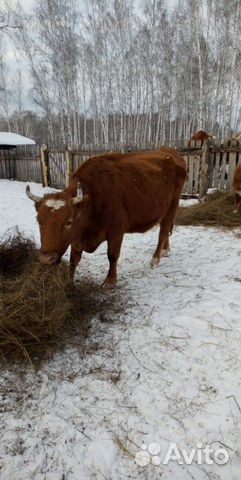 Продам 2 коров с телятами, и тёлочку 1,5 года купить на Зозу.ру - фотография № 6