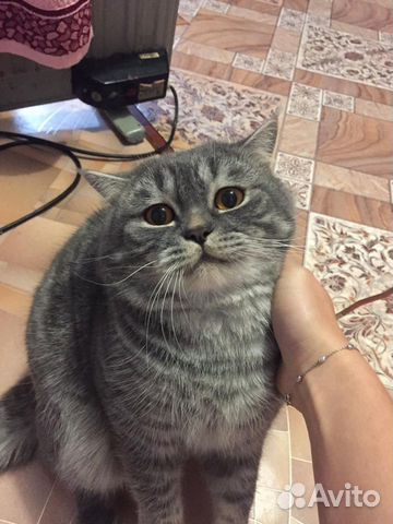 Продам котят
