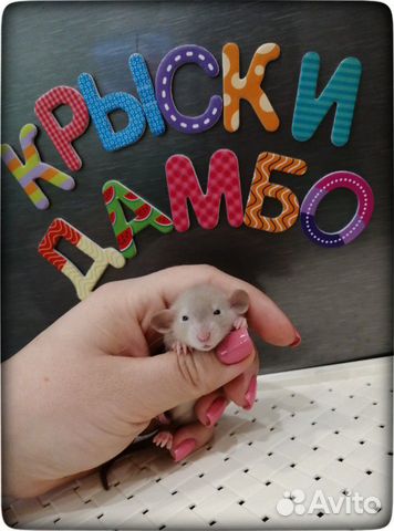 Крысята сиамского окраса дамбо