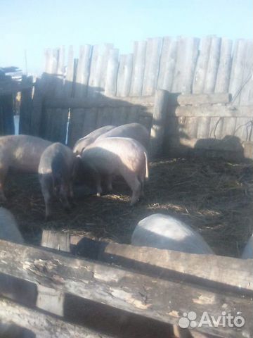 Поросята 5 мес купить на Зозу.ру - фотография № 5