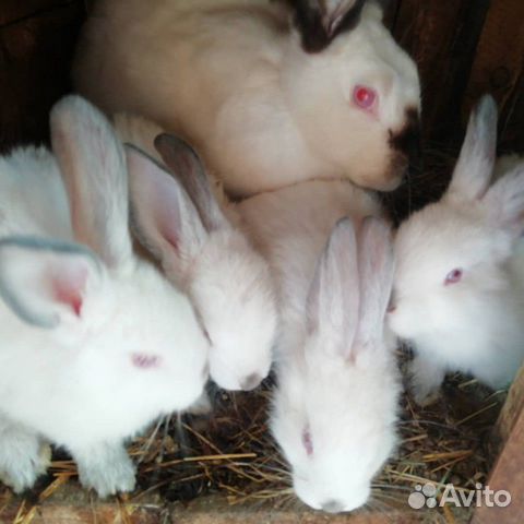 Кролики породы Калифорния купить на Зозу.ру - фотография № 1