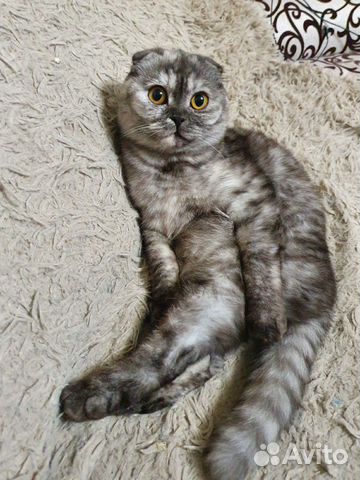 Ищем кота для кошки купить на Зозу.ру - фотография № 2