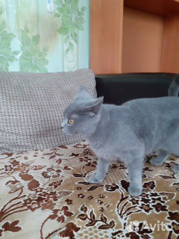 Продам британского котёнка купить на Зозу.ру - фотография № 2