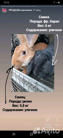 Кролики мясных пород / мясо кролика купить на Зозу.ру - фотография № 4