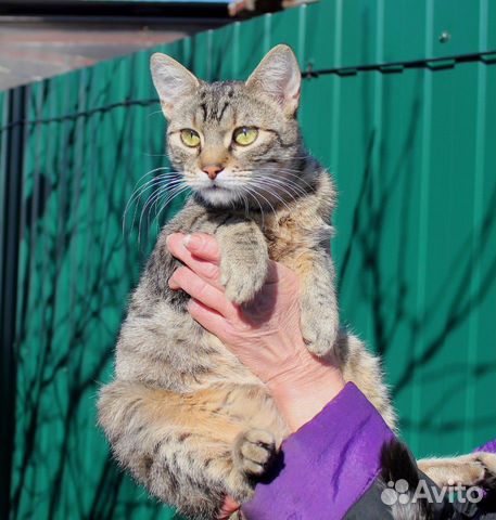 Котик (кастрированный) в добрые руки