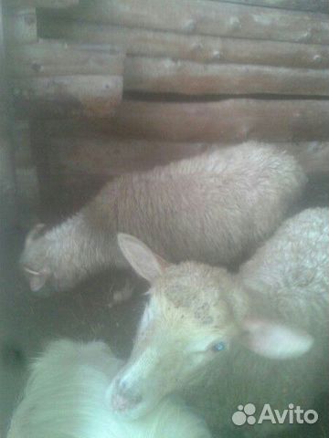 Овцы и баран купить на Зозу.ру - фотография № 2