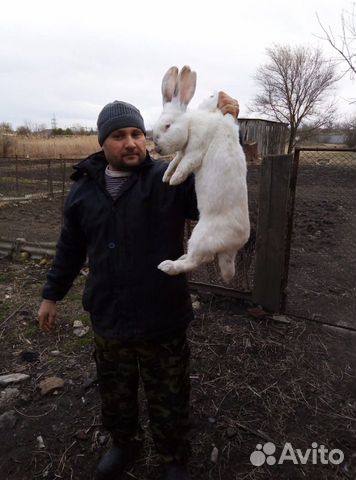 Продам Молодняк Кроликов купить на Зозу.ру - фотография № 1