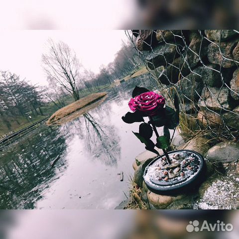 Роза в колбе Роза в колбе
