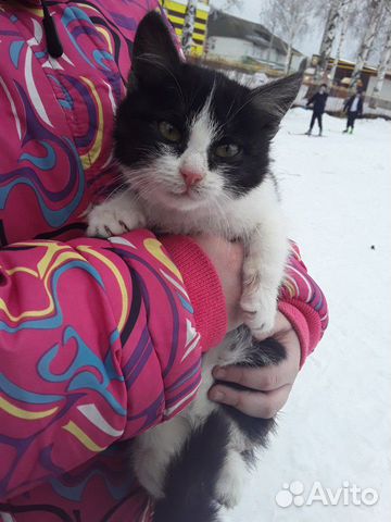 Котёнок хотоший милый ласковый купить на Зозу.ру - фотография № 4