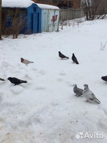 Хорошие Мраморные голуби все провереные купить на Зозу.ру - фотография № 6