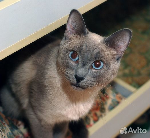 Балинезийский котик Балинезийский котик