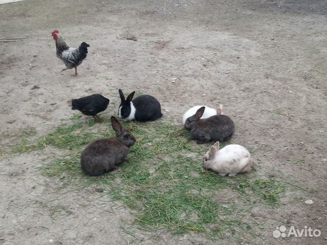 Кролики и куры купить на Зозу.ру - фотография № 3