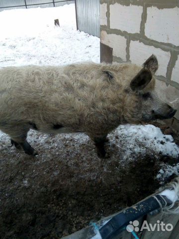 Вьетнамская свинка купить на Зозу.ру - фотография № 4