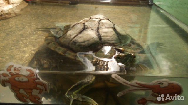 Черепаха с аквариумом, бережком и нагревателем купить на Зозу.ру - фотография № 3