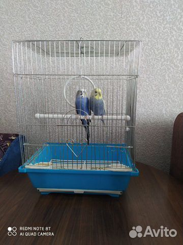 Продаю 2 попугаев вместе с клеткой купить на Зозу.ру - фотография № 1