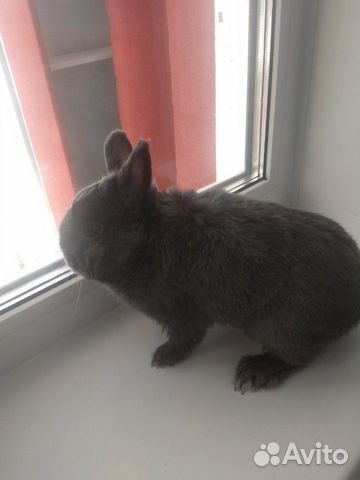 Продам кролика в месте с клеткой купить на Зозу.ру - фотография № 2