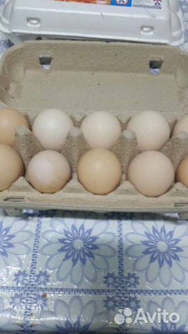 Инкубацыонное яйцо купить на Зозу.ру - фотография № 2